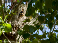 Pico Picapinos - Dendrocopos major - Picot garser gros