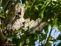 Pico Picapinos - Dendrocopos major - Picot garser gros