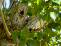 Pico Picapinos - Dendrocopos major - Picot garser gros