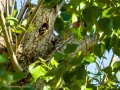 Pico Picapinos - Dendrocopos major - Picot garser gros