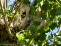 Pico Picapinos - Dendrocopos major - Picot garser gros