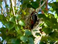 Pico Picapinos - Dendrocopos major - Picot garser gros