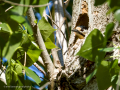 Pico Picapinos - Dendrocopos major - Picot garser gros