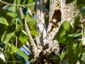 Pico Picapinos - Dendrocopos major - Picot garser gros