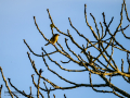 Pinzón vulgar - Fringilla coelebs - Pinsà
