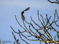 Pinzón vulgar - Fringilla coelebs - Pinsà