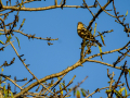 Pinzon vulgar
