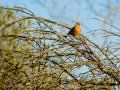 Pinzón vulgar - Fringilla coelebs - Pinsà