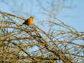Pinzón vulgar - Fringilla coelebs - Pinsà