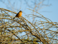 Pinzón vulgar - Fringilla coelebs - Pinsà