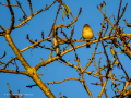 Pinzón vulgar - Fringilla coelebs - Pinsà