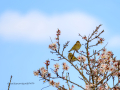 Pinzón vulgar - Fringilla coelebs - Pinsà