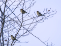 Pinzón vulgar - Fringilla coelebs - Pinsà
