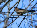 Pinzón vulgar - Fringilla coelebs - Pinsà