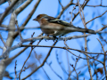 Pinzón vulgar - Fringilla coelebs - Pinsà