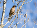 Pinzón vulgar - Fringilla coelebs - Pinsà