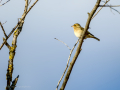 Pinzón vulgar - Fringilla coelebs - Pinsà