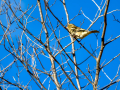 Pinzón vulgar - Fringilla coelebs - Pinsà