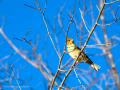 Pinzón vulgar - Fringilla coelebs - Pinsà