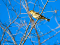 Pinzón vulgar - Fringilla coelebs - Pinsà