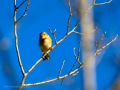 Pinzón vulgar - Fringilla coelebs - Pinsà