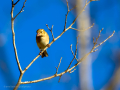 Pinzón vulgar - Fringilla coelebs - Pinsà