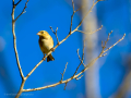 Pinzón vulgar - Fringilla coelebs - Pinsà