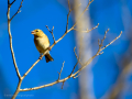 Pinzón vulgar - Fringilla coelebs - Pinsà