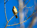 Pinzón vulgar - Fringilla coelebs - Pinsà