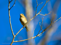 Pinzón vulgar - Fringilla coelebs - Pinsà