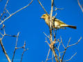 Pinzón vulgar - Fringilla coelebs - Pinsà