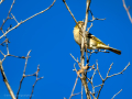 Pinzón vulgar - Fringilla coelebs - Pinsà