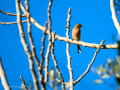Pinzón vulgar - Fringilla coelebs - Pinsà