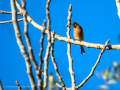 Pinzón vulgar - Fringilla coelebs - Pinsà