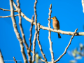 Pinzón vulgar - Fringilla coelebs - Pinsà