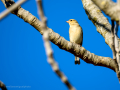 Pinzón vulgar - Fringilla coelebs - Pinsà