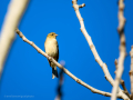 Pinzón vulgar - Fringilla coelebs - Pinsà
