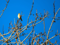 Pinzón vulgar - Fringilla coelebs - Pinsà
