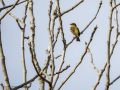 Pinzón vulgar - Fringilla coelebs - Pinsà