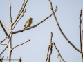 Pinzón vulgar - Fringilla coelebs - Pinsà