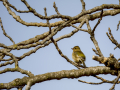 Pinzón vulgar - Fringilla coelebs - Pinsà