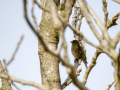 Pinzón vulgar - Fringilla coelebs - Pinsà