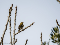 Pinzón vulgar - Fringilla coelebs - Pinsà