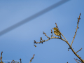 Pinzón vulgar - Fringilla coelebs - Pinsà