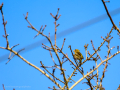 Pinzón vulgar - Fringilla coelebs - Pinsà