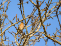 Pinzón vulgar - Fringilla coelebs - Pinsà