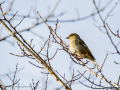 Pinzón vulgar - Fringilla coelebs - Pinsà