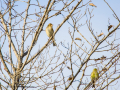 Pinzón vulgar - Fringilla coelebs - Pinsà