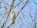 Pinzón vulgar - Fringilla coelebs - Pinsà
