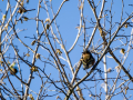 Pinzón vulgar - Fringilla coelebs - Pinsà